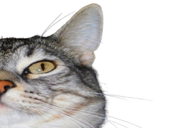 :CS_Droite: