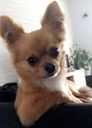:chien3: