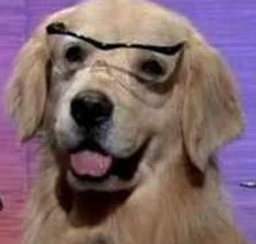 :goldenwhat: