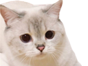 :Fearcat: