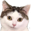 Photo de profil de Homies