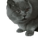 :Chat_vomi: