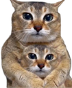 :Deuxchats: :Deuxchats: