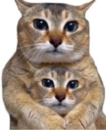 :Deuxchats: