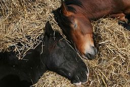 :Chevaux_dodo: