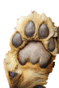 :Pattelion1: