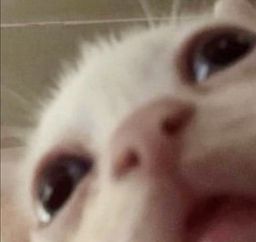 :Zoom_chat: