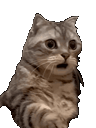:Chatwtf: