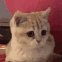 :Chat_oui: