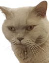:Chat_Nounouk: