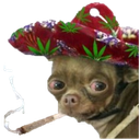 :chihuahua_fume: