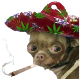 :chihuahua_fume: