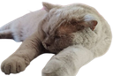 :Chat_Nounouk_fatigue_frere: