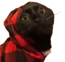 :hood_cat: