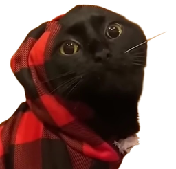 :hood_cat:
