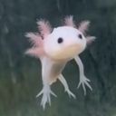:Axolotl: