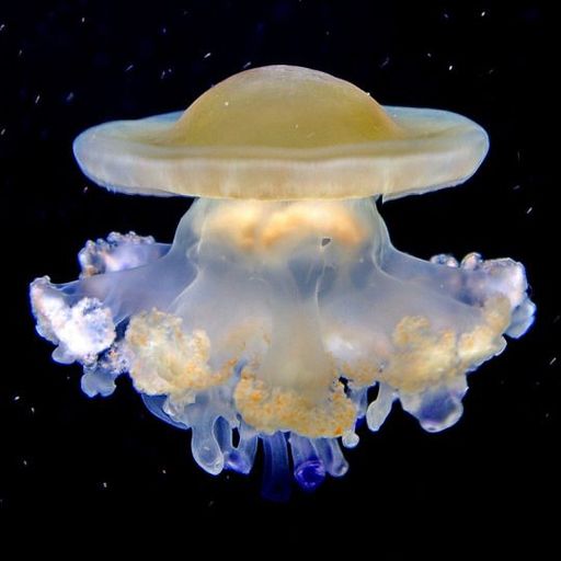 Jellyfish