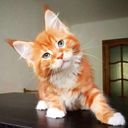 :Chat_beau_copain: