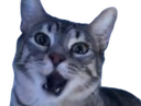 :CS_Choc: