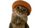 :chat_bonnet_: