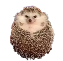 :Herissonche: