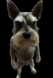 :Chienkeskya2: