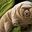 Photo de profil de LegoTardigrade