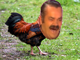 :coq: