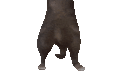 :chatgun2: