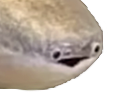 :poisson45: