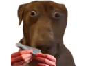 :Teddi-roule: