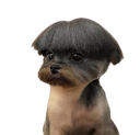 :Chiencoupe2:
