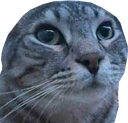 :CS_Chauve: