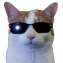 :Chat_cool_lunettes_: