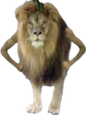 :Lion: