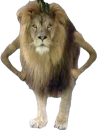 :Lion: