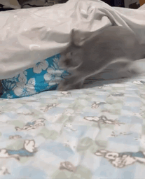 :La_lapine: