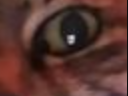 :chat_zoom_moitie2: