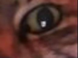 :chat_zoom_moitie2: