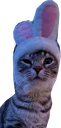:cs_lapin: