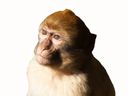 :macaque_serieux: