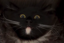 :Chat_bourre: