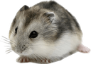 :hamster2con: