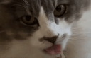 :chatlicker: