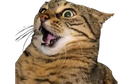 :whatcat: