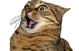 :whatcat: