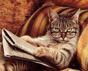 :Chat_copain_intello: