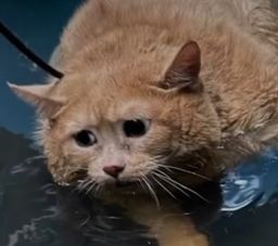 :chat-trauma2: