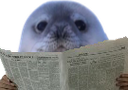 :phoque_journal: