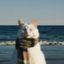 Photo de profil de Snowflake